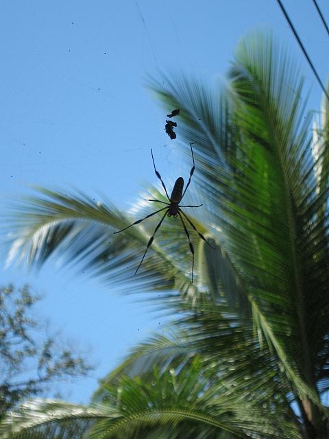 IMG 7043