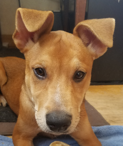 SummerPuppy