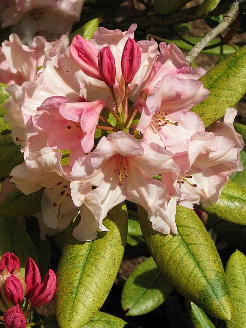 201204 Rhodie 002