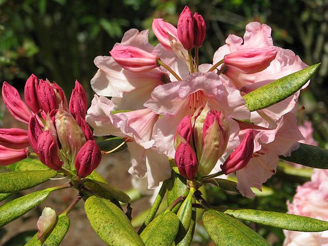 201204 Rhodie 006