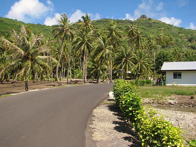 The coconut plantation