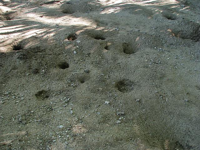 Land crab burrows