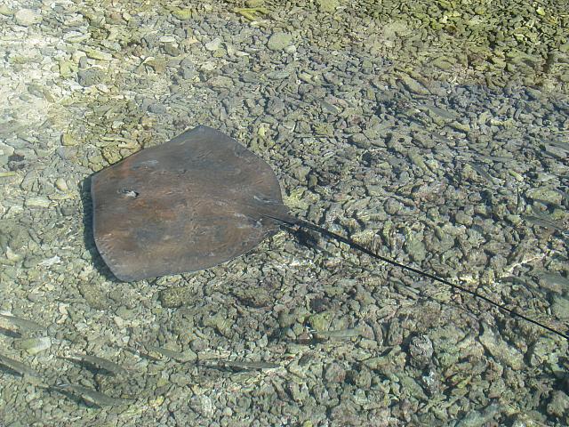 Stingray