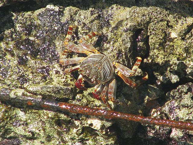 Colorful small crab on the wall
