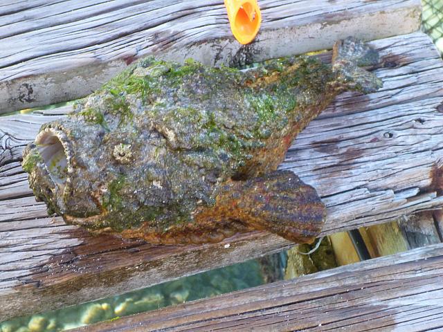 Stone fish