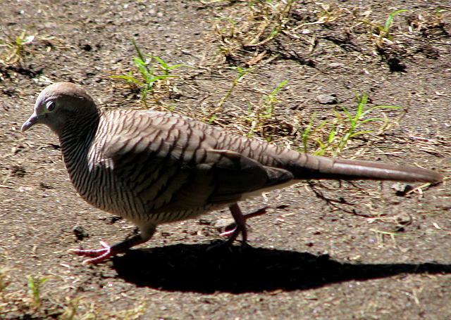 Wild dove