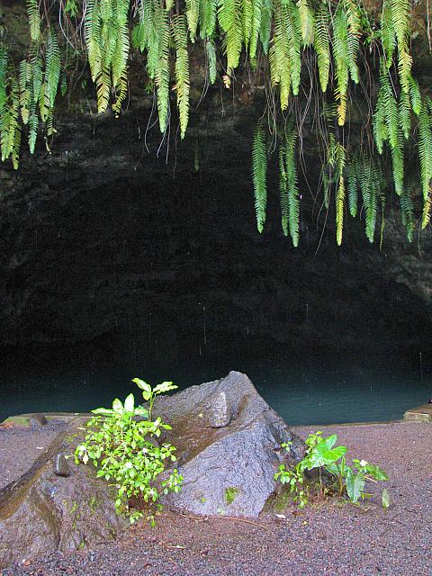 Dripping ferns & grotto