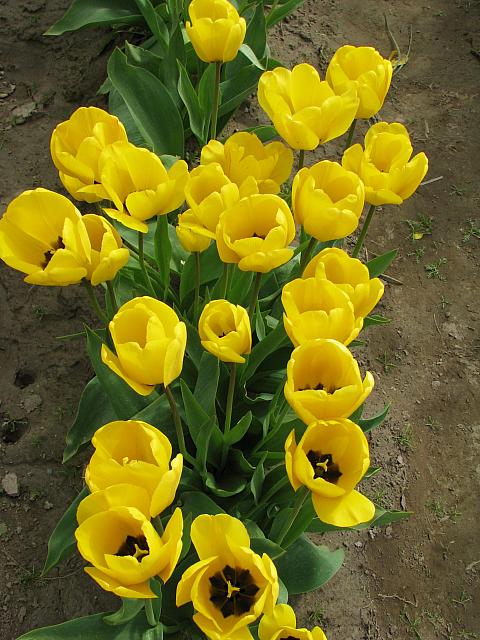 201304 050