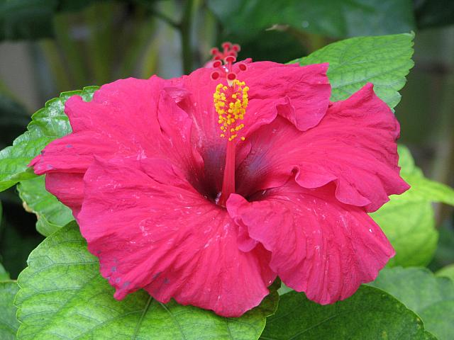 201312HawaiiA 222