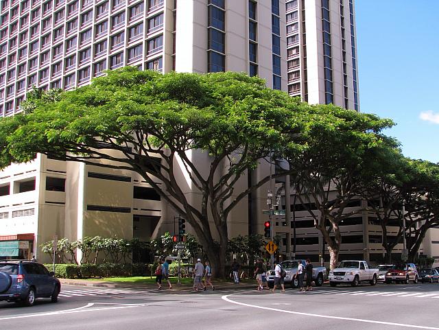 201312HawaiiA 225