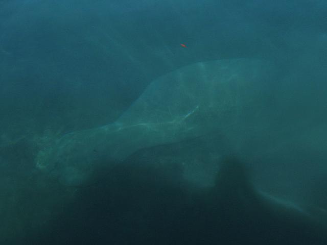 201402Carib 098