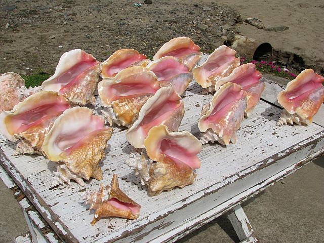 201402Carib 864