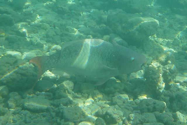 201501 Hawaii 782