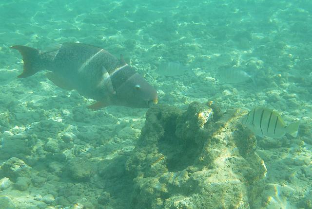 201501 Hawaii 786
