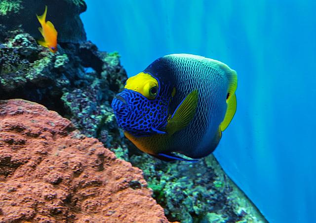 Fish