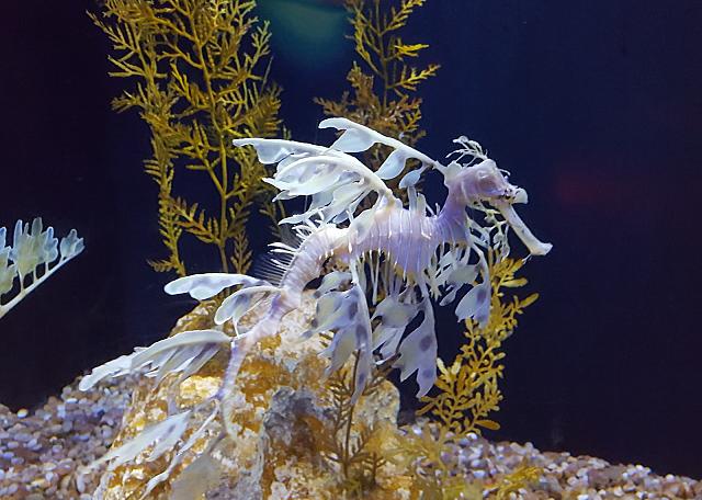 Sea Dragon