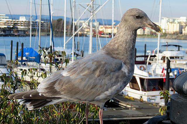 IMG 0886