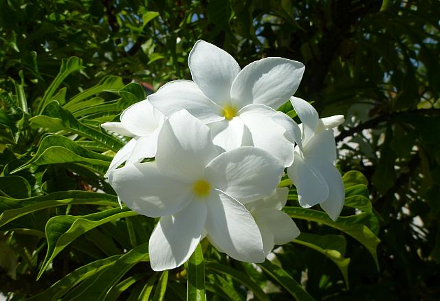 P1130155