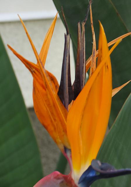 IMG 0284