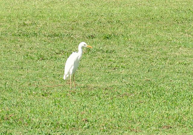 IMG 0403 - Copy