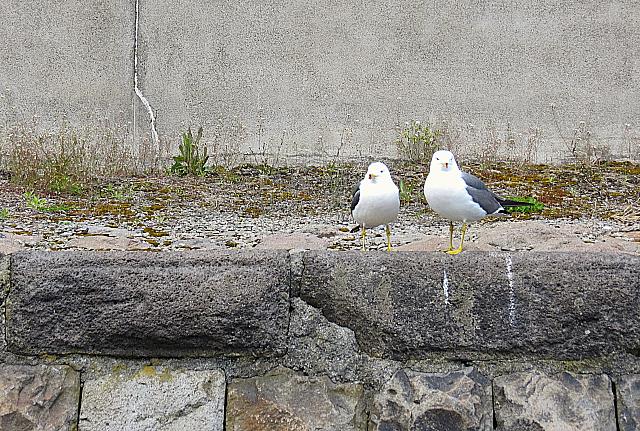 IMG 3939
