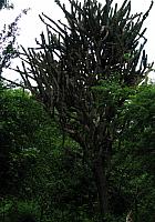 AZ113