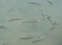 Little fish swam 'round our feet...and happily nibbled any bits that we rinsed off of our fingers