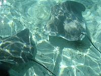 Stingrays
