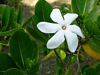 Tiare flower...wonderfully fragrant!