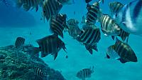 Snorkeling