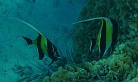 Angel fish