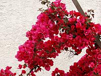 Bougainvillea