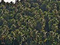 Coconut palms