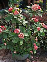 Spiny plant