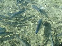 Fish in pen by motu