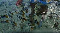 View of the fish from above water