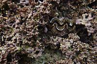 Clam