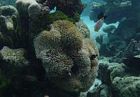 Anemone