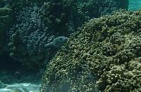 Puffer fish among the coral