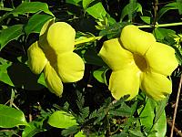 Flowers in restaurant garden