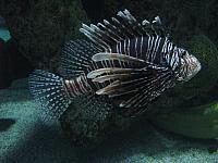 201310SW 950