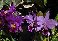 201312 Hawaii Edo 064