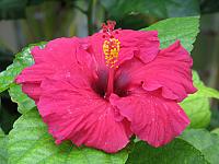 201312HawaiiA 222