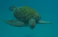 201402CaribK 338