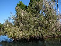 201402Carib 065