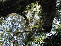 201402Carib 1315
