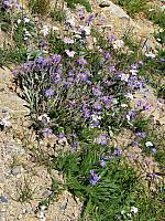 201408 Crystal Mtn 046