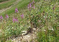 201408 Crystal Mtn 055