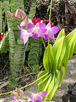 201501 Hawaii 191