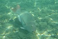 201501 Hawaii 780
